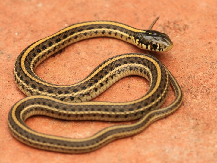 Plains Garter Snake